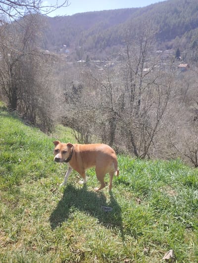 A medium-sized domestic dog with light brown fur, white markings on its muzzle, chest, and front paws, stands on a sunlit grassy incline. The dog is wearing a dark-colored collar and faces slightly left, with its front left paw appearing raised. A distinct shadow of the dog is cast on the grass to its right. The foreground consists of vibrant green grass with some sparse patches. Behind the dog, the terrain slopes sharply downward into a valley populated by numerous leafless deciduous trees and shrubs. In the midground, a cluster of buildings with visible roofs is discernible within the valley, suggesting a small settlement. The background is dominated by a large, forested mountain range under a clear, bright blue sky. The overall scene depicts a rural or semi-rural environment, consistent with the mountainous region surrounding Vlado Trichkov, Bulgaria, during a bright, possibly early spring, day. No human subjects are present.