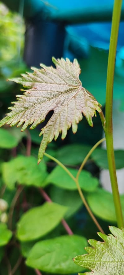 A close-up, vertical, outdoor photograph captures a young, partially unfurled grape leaf. The leaf is a light, translucent green with visible veins and serrated edges. It is positioned in the upper left quadrant of the frame, with a portion of a thicker green stem running vertically along the right edge. The background is softly blurred, revealing a dark, shadowy area behind the leaf and a vibrant blue-green color, likely from a canopy or netting, at the top. In the lower half of the image, out-of-focus green leaves and stems create a lush, natural environment. The overall impression is one of growth and new life. The image does not depict any specific location in Лёзненскі сельскі Савет, Belarus; it is a general nature scene.