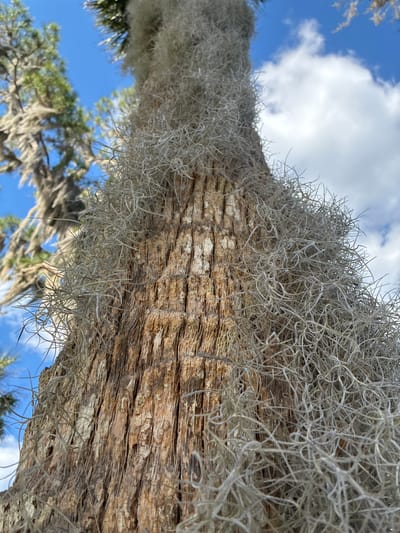 The image depicts a close-up, upward-angled view of a tree trunk in Micanopy, United States. The trunk's bark is brown and tan, characterized by deep, vertical striations and fissures. A dense accumulation of silvery-grey Spanish moss (Tillandsia usneoides) extensively covers the trunk, particularly on the right and front aspects visible in the frame, extending upwards. The upper and left background reveals a clear blue sky with scattered white cumulus clouds. Faintly visible in the blurred left background are other trees, also draped with Spanish moss. The scene is illuminated by natural daylight. No individuals, animals, or artificial objects are present.