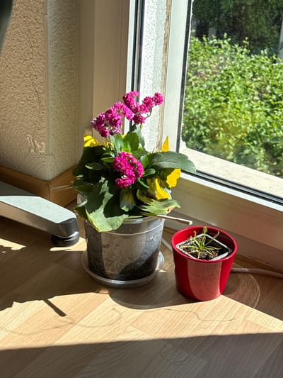 The image depicts a windowsill in what appears to be a residence in Lufingen, Switzerland. Two potted plants are situated on a light-colored wooden surface. The plant on the left is a Kalanchoe with vibrant pink flowers and large green leaves, contained within a translucent plastic pot with a grey speckled outer shell. To its right is a smaller red pot containing a wilting plant with thin green leaves. Sunlight streams in from a window, casting distinct shadows across the floor and illuminating the scene. Beyond the window, lush green foliage is visible, suggesting an outdoor natural environment. In the background, a portion of a grey office chair is visible. The wall to the left has a textured, off-white finish.
