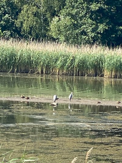 The image depicts a tranquil body of water with a dense line of tall reeds or cattails along the far bank, backed by a lush green forest. The water's surface is calm, reflecting the vegetation and the sky. A narrow strip of sandy land emerges from the water, serving as a resting place for several birds.

Specifically, there are two grey herons visible on the sandy strip. One heron is standing facing left, with its head down as if foraging or preening. The other heron is further to the right, also standing and facing left. Additionally, there are three ducks or smaller birds clustered together on the left side of the sandy strip, appearing to be resting. The water itself has a greenish hue and contains some floating organic matter, indicating a natural, possibly slightly marshy environment. The overall scene suggests a peaceful wildlife habitat. This image was taken at the Tullnerbach lake in Tullnerbach, Austria.