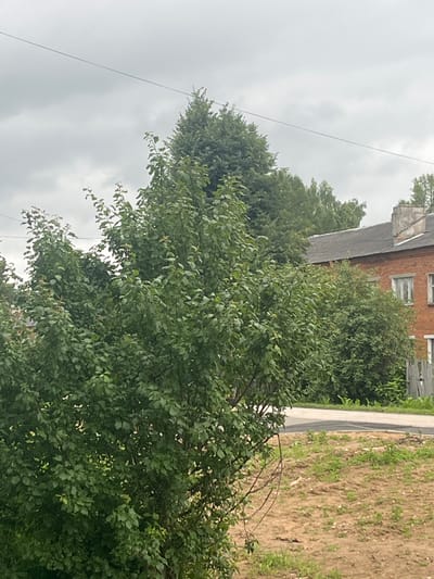 This media file, likely taken in Volokolamsk, Russia, captures a view of a residential area on an overcast day. The foreground is dominated by lush green foliage from trees and bushes, obscuring much of the scene. To the left, a thin wire stretches diagonally across the frame against a gray, cloudy sky, suggesting the presence of power lines or communication cables.
In the background, a brick building with multiple windows is partially visible, suggesting a house or other dwelling. Adjacent to the building, a section of a weathered wooden fence can be seen. The building appears to be in a somewhat rural or suburban setting, given the abundance of vegetation and the unpaved ground with sparse green plants in the far right of the image. A paved path or road runs along the edge of this unpaved area.
There are no people or specific activities depicted in the image. The overall impression is one of a quiet, perhaps slightly neglected, outdoor environment under a cloudy sky. No text is visible in the media file. The time of day is not explicitly clear due to the overcast conditions, but it appears to be daytime.