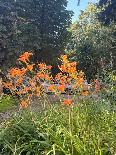 A vertical shot showcases a cluster of vibrant orange daylilies blooming along a weathered fence. The flowers, with their delicate petals, cascade downwards, creating a sense of abundance. Behind the lilies, lush green foliage forms a dense backdrop, suggesting a garden setting bathed in natural light. In the distance, the dappled sunlight filtering through the leaves hints at a clear day, possibly late afternoon or early morning. The overall scene evokes a feeling of serene natural beauty.