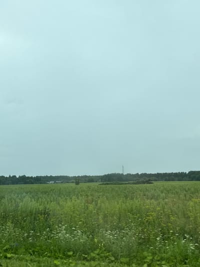 The image depicts a vast, overgrown field of green vegetation under a pale, overcast sky. In the distance, a dense line of trees forms the horizon, with a few buildings and a tall transmission tower visible just above the treeline. The foreground is dominated by tall grasses and wildflowers, suggesting a rural or semi-rural environment. The overall impression is one of a natural landscape, likely on the outskirts of a settlement. The location is specified as Nizhnyaya Sinyachikha, Russia.