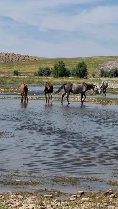 In the foreground, the rocky shore of a shallow, clear river leads to the rippling water where four horses are standing. The horses, varying in color from brown to grey and a mix of both, are partially submerged. Two of the horses are drinking from the river. In the midground, the riverbed is visible through the water, with a rocky and vegetated bank. The background features rolling, dry hills with sparse vegetation and scattered bushes, under a clear blue sky with a few wispy clouds. The landscape suggests a rural or semi-arid environment.