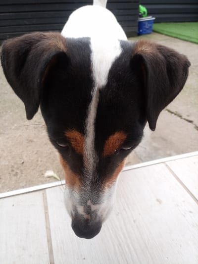 An overhead, close-up shot shows the head of a tricolored Jack Russell Terrier looking down. The dog has large, floppy ears that are black on the outside and brown on the inside. Its head is mostly black with a white blaze down the center of its forehead and nose. There are tan markings above its eyes. The dog's eyes are closed, and its nose is dark brown. The dog is standing on a light-colored tiled patio, with the back of a black fence visible in the background. A small section of green astroturf and a blue bucket are also visible in the background. There is no indication of the location in Nalchik, Russia.