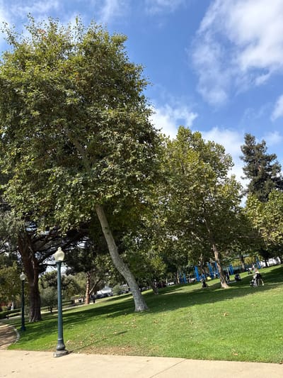 The image depicts a park scene in Beverly Hills, United States of America. A large sycamore tree dominates the left side of the frame, its branches extending upwards and to the right. The ground is covered in green grass with scattered fallen leaves, suggesting an autumn setting. Several other trees, including a tall coniferous tree, are visible in the background. Two ornate street lamps with glass globes are present, one in the mid-ground and another further back. In the distance, children can be seen playing near blue playground equipment. Several adults are also present, some with strollers, indicating a family-friendly environment. Cars are parked in the background, suggesting the park is accessible by road. The sky is blue with scattered white clouds.