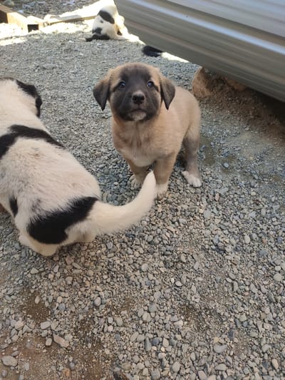 A light brown puppy with a dark face is looking directly at the camera, standing on a gravel surface. Behind it, to the left, a black and white puppy is facing away from the camera, showing its hindquarters and tail. In the background, another puppy, primarily white with black spots, is lying down on the gravel. The setting appears to be outdoors in what looks like a rural or less developed area, possibly a yard or an alleyway, as indicated by the gravel ground and a partially visible corrugated metal structure in the background. The lighting suggests it is daytime.
