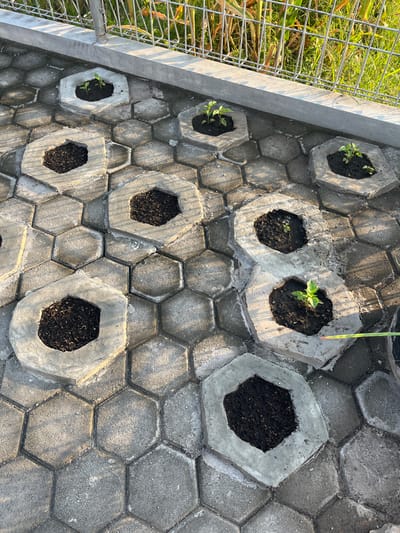 The image depicts an outdoor scene in the city of Bandungrejo, Indonesia, showcasing a row of hexagonal concrete pavers. Arranged on these pavers are several octagonal concrete planters, each filled with dark soil. Some planters contain young green seedlings, while others are empty. A metallic fence runs along the top edge of the frame, behind which tall green and dry vegetation is visible. The scene is illuminated by sunlight, casting shadows on the pavers. The overall impression is one of a small garden or nursery area.