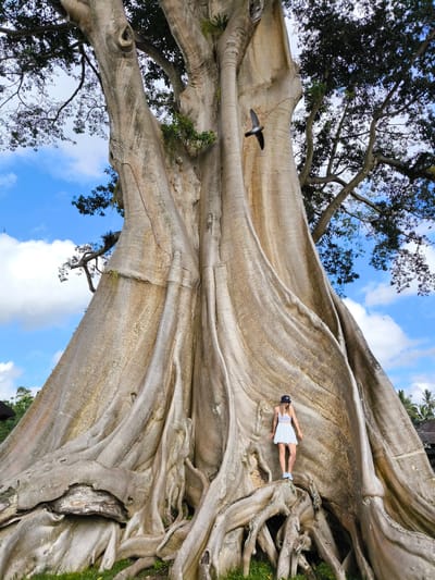 A long shot captures a woman standing atop the exposed roots of an enormous tree in Tua, Indonesia. The woman, wearing a white skirt, light purple top, and a dark hat, is centered in the lower half of the frame, almost appearing to be part of the tree itself. The tree's trunk, massive in size, dominates the image, displaying its intricate root system and textured bark. A bird is flying towards the upper-right quadrant of the tree. The sky, visible behind the tree's branches, is a mix of blue and white clouds. Green grass is visible at the base of the tree.