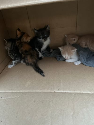The image shows a group of six newborn kittens inside a cardboard box. Four of the kittens are visible from a top-down perspective, while two are partially obscured. The kittens are of various colors, including orange, white, black and white, and calico. Some of them appear to be sleeping, nestled together for warmth. One kitten, with black and white markings, is looking up towards the camera with blue eyes. The box is made of corrugated cardboard and appears to be indoors, as indicated by the neutral lighting. The overall scene conveys a sense of vulnerability and cuteness, typical of young animals. There is no visible text in the image, and details about the time of day, weather, or specific location cues are not discernible. The context provided suggests this scene is from Rajevo, Bulgaria.