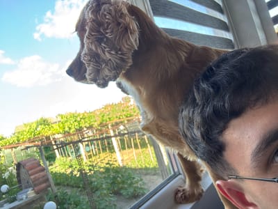 The image captures a close-up perspective from inside a building, looking out through a window onto a sunny outdoor scene. The foreground is dominated by the face of a person, with dark hair and a portion of their right eye visible, wearing glasses. To the left and partially obscuring the person's face is a brown-furred dog, likely a spaniel, perched on the windowsill and looking outwards. The dog's fur is curly, and its ear is clearly visible.

The window reveals a lush green garden with various plants, including what appears to be a vineyard with trellises and vines. A small, red, cylindrical structure, possibly a well or a decorative garden feature, is situated in the lower left of the frame. In the background, houses with red-tiled roofs are visible, nestled amongst the greenery. The sky is a bright blue with scattered white clouds, indicating a clear day. The overall impression is a snapshot of a peaceful domestic scene, likely in a rural or semi-rural setting, possibly a garden or yard. The location is stated as Dibich, Bulgaria.