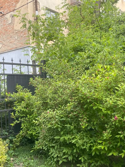 The image depicts a dense, leafy green bush with scattered pink flowers, situated in front of a black metal fence. Behind the fence, a building with weathered, beige-colored walls and a brick section is visible. A window with a grey frame is present on the building. The ground in front of the bush is covered with green foliage and some dry grass. The scene appears to be in an urban environment, possibly a courtyard or garden area. The image is taken during daylight.
