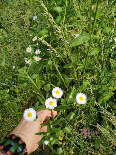 A close-up shot shows a hand wearing a bracelet made of dark green and brown beads, reaching towards several small white daisies with yellow centers in a meadow. The hand is positioned in the lower left quadrant of the frame, with the daisies scattered throughout the image, some in focus and others slightly blurred. The background consists of dense green foliage, grasses, and some taller, thin stalks of plants, suggesting a natural, outdoor setting. The overall impression is one of a peaceful summer day in a rural area. The lighting suggests it is daytime, possibly late morning or afternoon, with soft, natural light illuminating the scene. The environment appears lush and vibrant, indicating a time of year when plants are in full bloom. The image is taken in Nosivka, Ukraine. There is no visible text in the image.