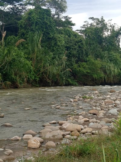 The image shows a rocky riverbank with a wide, shallow river flowing across it. The river is filled with numerous smooth, rounded rocks of various sizes, some submerged in the water and others exposed on the bank. The water appears murky and has a gentle current with some ripples. On the far bank, a dense line of lush green vegetation, including tall reeds and trees, rises up a steep incline. The sky above is overcast with a pale, hazy light. The scene depicts a natural, undeveloped river landscape. The location in the city of El Zulia, Colombia, is not explicitly indicated by any visual cues in the image itself.