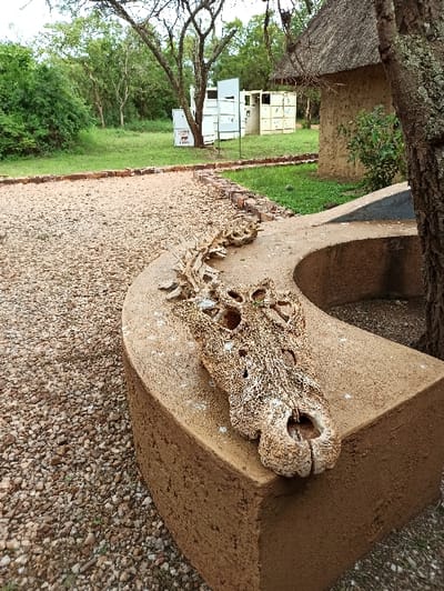 The image displays an outdoor scene featuring a prominent, weathered crocodile skull resting on a sculpted, angular concrete pedestal. The skull is bone-colored with visible texture, natural erosion, and several openings, indicating either an authentic specimen or a highly detailed replica. The pedestal is a light brown color with a rough, aggregate-like finish, designed to complement the organic form of the skull.

The foreground and much of the mid-ground are covered with small, light-colored gravel or pebbles. Beyond this, the landscape transitions to lush green grass and dense foliage, indicating a natural or park-like environment. Several trees are visible; a large tree trunk partially frames the upper left corner, and other trees are scattered in the background.

In the mid-ground, behind the display, various structures can be seen. On the far left, a building with a thatched roof is partially visible. Further back, a cluster of light-colored, rectangular units, possibly storage containers or small kiosks, are positioned among the trees. A white sign with readable text is present in the mid-ground, clearly stating "Mwiri" at the top and "Crocodile Park" below it, identifying the location as Mwiri Crocodile Park in Rwanda.

The scene is depicted in daylight, likely under an overcast sky or during late afternoon, as there are no harsh shadows. No people are present, focusing attention entirely on the crocodile skull display. The overall impression is that of an exhibit in an educational or tourist attraction.