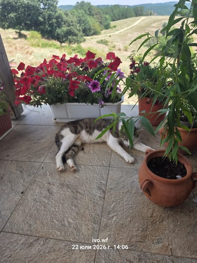 A tabby and white cat is asleep on a tiled patio. The cat is lying on its side with its legs extended. In the background, there are several potted plants, including red petunias and a leafy green plant. Beyond the patio, there is a view of a hilly, green landscape with a dirt road winding through it. The scene is set in Chal, Bulgaria, as indicated by the timestamp "22 юли 2026 г. 14:06", which translates to "July 22, 2026, 14:06".