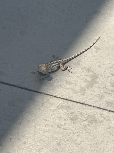 A brown and tan lizard with a long, striped tail is on a grey concrete surface. The lizard is positioned facing left, with its head slightly raised and its front legs extended forward. Its body is patterned with dark brown blotches and lines. The concrete surface appears to be cracked in a few places. Shadows fall across the concrete from the left side of the frame, suggesting an outdoor environment with sunlight. There is a dark, thin line running horizontally across the concrete in the lower half of the image, possibly a crack or a joint. The location is unknown, Uzbekistan.