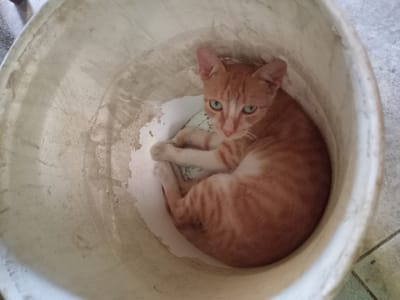 A ginger and white striped kitten is curled up inside a large, off-white plastic bucket. The kitten has green eyes and its body is tightly coiled, with its paws tucked underneath. The inside of the bucket appears worn and dirty, with some peeling material on the bottom and sides. The kitten's fur is a warm orange with distinct dark stripes. The background outside the bucket shows a tiled floor. The image is taken from above, looking down into the bucket. No text is visible. The scene suggests a domestic setting, possibly outdoors given the tiled floor which could be a patio or walkway. The lighting suggests daytime. The kitten appears to be resting or sleeping comfortably in its makeshift bed.
