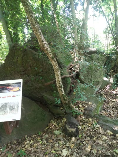 The image depicts an outdoor scene in a wooded area, likely a park or natural reserve, near Olot, Spain. Dominating the frame are large, moss-covered rocks and boulders, interspersed with trees and lush green foliage. The ground is covered with fallen leaves and smaller stones. A wooden sign, partially visible on the left side of the image, appears to be informational, with text and images, one of which shows a depiction of lava flow. A slender tree trunk with textured bark grows diagonally across the center of the image, with its branches reaching into the canopy. The overall impression is one of a natural, somewhat wild environment with educational elements present.
