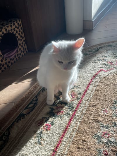 The image presents a high-angle view of a white cat on a rug in a room. The rug has a patterned design with a mix of brown, beige, red, and green colors. The cat is positioned on the right side of the frame, looking down and slightly to the left. The foreground contains a dark brown wooden cabinet with a cat house in its lower-left corner. The cat house features a leopard print exterior with a circular opening. Sunlight is streaming into the room from the right, creating shadows and highlighting the cat. The floor is made of wooden planks. The location is not specified beyond an indoor room. There is no indication of the location being in Ahronomichne, Ukraine.