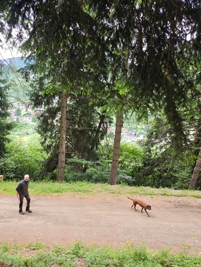 In Pontagna, Italy, a brown dog walks on a dirt path bordered by green vegetation and yellow wildflowers. The path winds through a forest of tall evergreen trees. In the background, a village with buildings nestled on a hillside is visible. A man in a dark jacket and pants stands on the left side of the path, facing the dog, with his left hand behind his back and a red leash attached to his right side. The man appears to be smiling. The trees create a canopy overhead, with sunlight filtering through the branches.