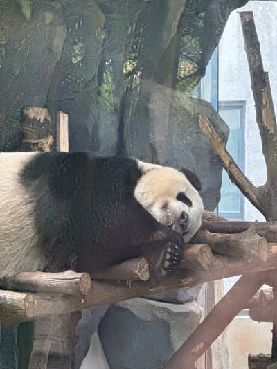 A panda stands near a wooden structure inside an enclosure, likely in a zoo or wildlife reserve. The panda is mainly black and white, with characteristic black patches around its eyes. The wooden structure appears to be constructed of several tree trunks or branches. The background shows a rocky enclosure, possibly mimicking a natural habitat. A reflective glass or plastic barrier separates the enclosure from the viewing area. This photo may have been taken at the Chengdu Panda Base (officially Chengdu Research Base of Giant Panda Breeding), located in Chenghua District, Chengdu, Sichuan, China, as this is a popular location to view pandas.