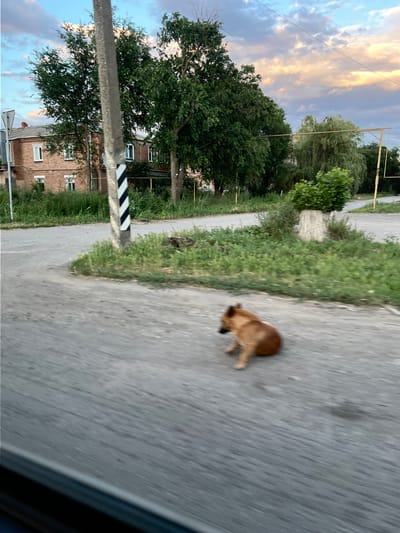 A medium shot captures a brown dog in motion on an asphalt road. The dog is blurred due to movement, but appears to be in mid-stride, with its body low to the ground. The scene is outdoors, with a paved road dominating the right side of the frame and a grassy verge to the left. Beyond the verge, trees and buildings are visible. The sky, partially obscured by trees, shows clouds with hints of sunset colors, suggesting it is late afternoon or early evening. A light pole with black and white diagonal stripes stands to the left of the road. The overall impression is a snapshot of a rural or semi-rural setting in Zimovniki, Russia, possibly taken from a moving vehicle given the blurriness and perspective.