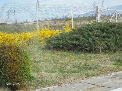 The image depicts an outdoor landscape in Novo Delchevo, Bulgaria. No individuals, actions, or interactions are observable within the scene.
In the immediate foreground, a light-colored, patterned concrete pavement section extends across the bottom edge. Above this, a patchy, predominantly dry grass lawn is visible, interspersed with sparse green growth and scattered small yellow flowers. A dense, conical evergreen shrub, exhibiting both green and brown foliage, is positioned in the lower-left portion of the frame. To its right, a larger, sprawling dark green evergreen shrub occupies the mid-right.
Behind the immediate ground cover, a continuous line of bright yellow-flowering shrubs extends horizontally across the image, primarily on the left. A light-colored chain-link fence, supported by white vertical posts, runs across the midground, serving as a distinct boundary. Behind this fence, the terrain gently rises into a low, uncultivated hill composed of dirt with minimal vegetation.
The background consists of a light blue sky with scattered white clouds. Distant, hazy mountains are discernible on the horizon. A lattice-structured utility pole is visible behind the fence on the left side. A bare-branched tree or shrub is positioned behind the fence on the right, adjacent to a white, triangular gate-like structure. A "Galaxy S25" watermark is present in the lower-left corner of the image.