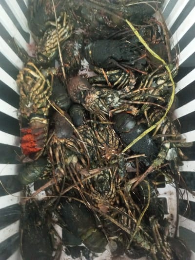A basket overflows with a pile of slipper lobsters. Their dark shells, ranging from mottled green-brown to nearly black, are interspersed with dry grass. The container has thick black and white stripes. One lobster, turned upside down, reveals a bright red abdomen. The crustaceans are crowded together, obscuring the basket's bottom and sides.