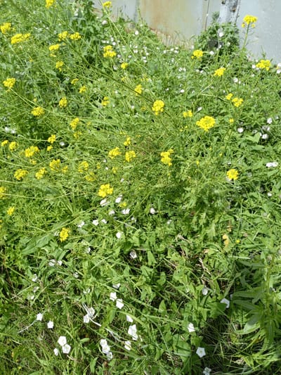 The image depicts a patch of overgrown vegetation, likely in a neglected urban or semi-urban area. Dominating the scene are clusters of small yellow flowers, borne on thin, branching stems that create a dense, green canopy. Interspersed with the yellow blossoms are scattered white, trumpet-shaped flowers, smaller in size and clustered closer to the ground. The foliage is a vibrant green, with a mix of broad leaves and finer, grass-like blades. In the background, partially visible, is a weathered metal structure, possibly part of a fence or building, which appears to be rusty and aged. The ground is covered in a thick layer of grass and other low-lying plants. There are no people or animals visible in the image. The scene suggests a natural, untamed environment within an urban setting, possibly a vacant lot or an unkempt park area in Shadrinsk, Russia.