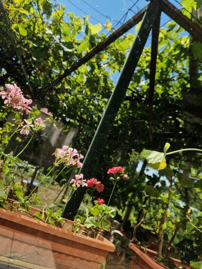 This image shows a close-up view of pink geraniums growing in a terracotta planter. The planter is placed in front of a window with a view of lush greenery and a blue sky. A dark, diagonal metal pole is visible in the background, partially obscuring the foliage. The scene appears to be outdoors, possibly in a garden or balcony setting. There are no people or animals present. The lighting suggests it is a sunny day. The image is taken from a slightly low angle, looking up at the flowers and foliage. The reflections on the window surface indicate the photo was taken from inside, looking out. The location is identified as Raduvene, Bulgaria.