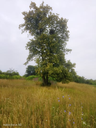 A tall, leafy tree stands in a grassy field under an overcast sky. The field is covered in dry, golden grass with scattered patches of wildflowers, including small blue and white blossoms. In the background, there are more trees and dense green bushes. The overall impression is one of a natural, rural landscape, possibly in the village of Sestrynivka, Ukraine, given the watermark. There are no people or animals visible in the image.
