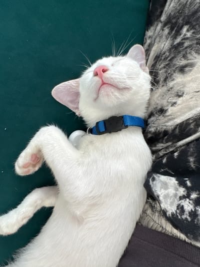 A white cat wearing a blue collar sleeps on a teal-colored surface, possibly a sofa or bed. The cat is lying on its back, with its paws curled and its head tilted back, exposing its pink nose and inner ears. To the right of the cat, a patterned fabric, likely clothing, is visible. The scene is shot from a high angle, looking down at the sleeping animal. The location is not specified in the image.