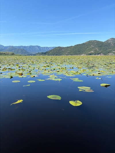 This vertical photographic image captures a vast natural landscape in Vranjina, Montenegro, featuring a lake densely covered with aquatic vegetation, bordered by mountains, under a clear sky. The bottom third of the image shows dark, deep blue water with several scattered, distinct green and yellowish-green lily pads floating on the surface. Small, dark, indistinct shapes, possibly insects or tiny fish, are subtly visible on or just beneath the water's surface in the immediate foreground. The midground transitions into an extensive, continuous expanse of lighter green lily pads, many interspersed with small, blooming yellow water lilies, stretching across the water's surface towards the horizon. Beyond this dense field of aquatic plants, a range of verdant, tree-covered mountains with some visible rocky faces extends horizontally across the background. In the far distance, a paler, more distant mountain range is discernible, along with a structure resembling a bridge or causeway and faint outlines of buildings near the base of the closer mountains. The sky, occupying the upper third of the image, is a uniform, clear, and bright blue, with minimal, faint, wispy cloud formations or contrails visible. No human subjects, animals (other than potential insects/fish), or explicit human activity are depicted.