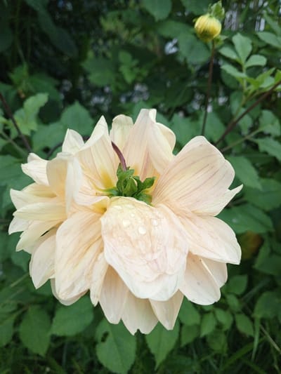 The image displays a close-up of a large dahlia flower, or a similar composite bloom, in an outdoor, natural setting. The central subject is a light cream or pale yellow flower, its petals exhibiting subtle, delicate pinkish or light orange veins. Several small water droplets are visible on the petals in the lower right, indicating recent rain or dew. The flower is viewed from a slight angle, showcasing its intricate petal arrangement and a glimpse of its green center and a dark central stem.
In the upper right background, an unopened, yellowish-green flower bud with a ribbed texture is visible on a slender stem. The entire background is filled with lush, out-of-focus green foliage, suggesting a dense garden or natural vegetation. The lighting is bright and natural, indicating daytime. No human figures or discernible text are present. The scene conveys a sense of natural beauty and freshness, typical of a botanical environment in a location like Phoukhoun, Laos.