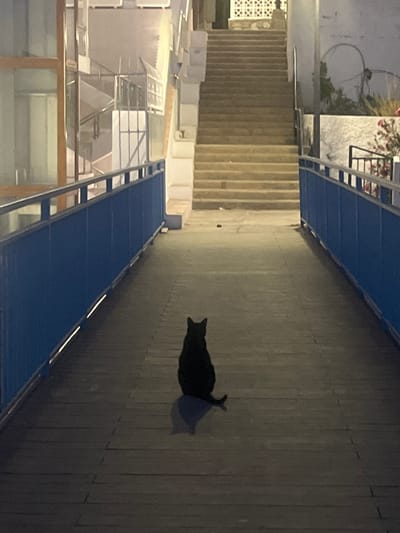 A black cat sits on a walkway in a coastal area, possibly in Puerto Rico, Spain, based on the architecture. The walkway has a blue railing on one side, and the surface is composed of elongated, rectangular planks. Stairs lead down to the left of the walkway, and a building is visible on the other side of the railing.