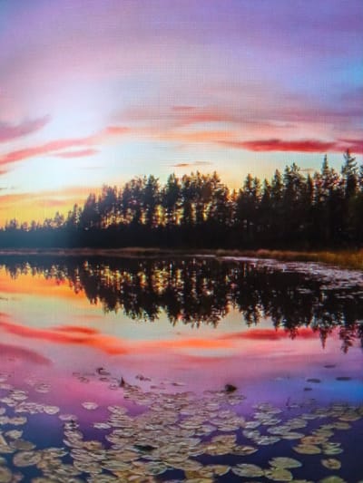 This image depicts a serene natural landscape, likely a lake or calm body of water, situated in or near Vistino, Russia. The scene is dominated by a vibrant sunset, casting a palette of pink, purple, and orange hues across the sky and its reflection on the water. Silhouetted against the colorful sky is a dense line of evergreen trees forming a dark, solid border along the horizon. The foreground of the water is dotted with numerous lily pads, their broad, flat surfaces scattered across the surface. The reflection of the trees and the sky is clearly visible on the water, creating a mirror image that doubles the visual impact of the scene. The image appears to be captured with a digital camera or screen, as evidenced by the visible pixel grid overlaying the entire scene. There are no people or man-made structures visible in the image, emphasizing the natural and tranquil quality of the location.