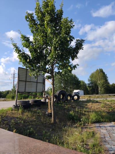 The image captures an outdoor scene on a sunny day with a blue sky and scattered white clouds. In the foreground, a young tree with green foliage stands centrally. To the left of the tree, a large, weathered billboard structure is visible, supported by wooden poles and made of corrugated metal. A pile of old tires is stacked around the base of the tree and the billboard. Beyond the tree and billboard, a highway runs horizontally across the frame, with a white truck in motion on it. The background consists of a dense line of green trees. The ground in the foreground and mid-ground is covered with dry grass and some patches of green vegetation. To the right, a paved area with square stone slabs is partially visible. In the far left background, a tall electricity pylon with multiple wires is present. The overall impression is a somewhat unkempt roadside area.