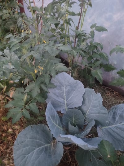 In the city of Novosamarka, Ukraine, a close-up, ground-level shot captures a garden with two prominent plants. In the foreground, a cabbage plant displays large, pale green, veined leaves, with its head still developing. Behind it, a tomato plant stands taller, adorned with small yellow flowers and green leaves. The plants are situated amidst dry straw and grass. The background reveals a translucent plastic sheeting, likely part of a greenhouse or shelter, with a dark brown wooden frame visible. The lighting is dim, suggesting it is either early morning or late evening. There are no people or animals visible in the scene.