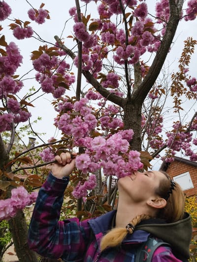 A woman with blonde hair in a braid, wearing a purple and blue plaid shirt and green hoodie, is smelling pink cherry blossoms on a tree in Kolosisty, Russia. The brick wall of a building is visible in the background. The sky is overcast.
