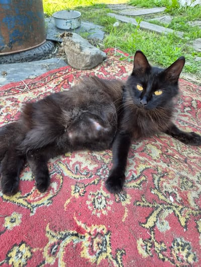 A black cat with bright yellow eyes is lying on its back on a red and yellow patterned rug. The rug is outdoors, with green grass and some dirt visible to the left. There are also some rocks and what appears to be a metal barrel or container in the background. The cat's fur is long and fluffy, and its belly is exposed, showing some lighter fur underneath. One of the cat's paws is extended towards the viewer. The overall scene suggests a casual, outdoor setting, possibly in a backyard or yard. The lighting indicates it is daytime, and the weather appears to be fair. There is no visible text in the image.