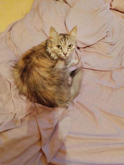 A medium shot shows a fluffy, long-haired cat with tabby markings, curled up on a bed with a light pink comforter. The cat has striking yellow eyes and is looking directly at the camera. Its fur is a mix of brown, grey, and tan, with a bushy tail wrapped around its body. The comforter is wrinkled, creating shadows and highlights that add texture to the scene. The background is a blurry yellow, suggesting a wall or headboard. The lighting is dim, likely indoor lighting, which gives the image a cozy and intimate feel. There are no people or text visible in the image. The cat appears relaxed and comfortable, possibly in a bedroom in Kireyevsk, Russia.