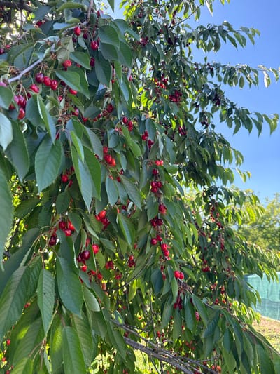 The image shows a tree with green leaves and red cherries, against a blue sky. The location is likely outdoors, possibly in a garden. The tree branches are laden with cherries. In the background, other trees are visible. The scene appears to be during the day. The city is Valchedram, Bulgaria.
