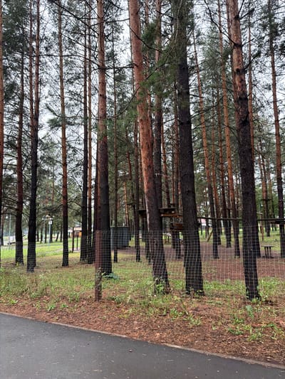 The image depicts a dense forest of tall pine trees, likely in Belebei, Russia, as indicated by the location context. The trees are closely spaced, creating a natural barrier. A wire mesh fence runs along the right side of the image, separating the forest from a paved area that appears to be a path or road. The ground within the fenced area is covered in dry pine needles and sparse green vegetation, suggesting a natural woodland floor. Beyond the trees, glimpses of what might be part of a park or outdoor recreational area are visible, including wooden structures and more fencing. The lighting suggests it is daytime, with an overcast sky contributing to a diffused, somewhat muted atmosphere. No people are visible in the frame. The overall scene evokes a sense of a managed forest or parkland, with the fence suggesting a boundary or a safety measure for an adjacent area. The image is oriented vertically, with the tree trunks running from bottom to top.