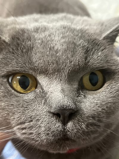 A close-up, eye-level shot shows the face of a gray cat. The cat's eyes are wide open and yellow with black pupils. The fur is short and dense. A red collar is visible around the cat's neck. The background is blurred and appears to be indoors. This image was not taken in Khostinskiy, Russia.