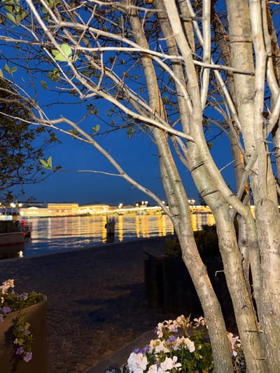 The image captures a twilight view of the Palace Embankment in Saint Petersburg, Russia, from the perspective of the Peter and Paul Fortress. In the foreground, a tree with rough bark and thorny branches dominates the frame, its silhouette stark against the deepening blue sky. The branches are mostly bare, with a few small green leaves scattered throughout.
Beyond the tree, a body of water, likely the Neva River, reflects the warm, artificial lights of buildings lining the opposite bank. These structures appear to be historic, illuminated with a golden glow, suggesting the presence of prominent landmarks. A bridge, possibly the Trinity Bridge, is faintly visible in the distance, also lit up.
On the embankment itself, cobblestone paving is visible, illuminated by scattered lights, creating a textured pattern. Flower pots with blooming white and purple flowers are placed near the edge of the embankment, adding a touch of color to the scene. A boat is moored on the water to the left, its lights subtly visible. The overall atmosphere is serene and urban, showcasing a popular viewpoint in Saint Petersburg as day transitions into night.
