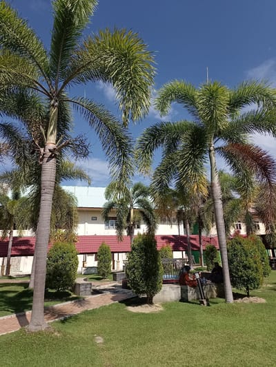 In Mesjid Reuntoh, Indonesia, a sunny day unfolds in a park-like setting outside a building. Tall palm trees with lush green fronds dominate the foreground, their trunks rough and textured. The building in the background has a white facade and a distinctive red-tiled roof. A light blue, sloped roof is visible above the red. In the middle ground, manicured green grass covers the ground, interspersed with neatly trimmed bushes. A paved walkway made of reddish-brown bricks winds through the scene. Two individuals are seated on a concrete bench near the walkway. One person, dressed in an orange garment, is looking down. The other, wearing dark clothing, is also looking down, seemingly engaged in an activity or conversation. A small lamp post stands near the bench. The sky above is a vibrant blue with scattered white clouds.
