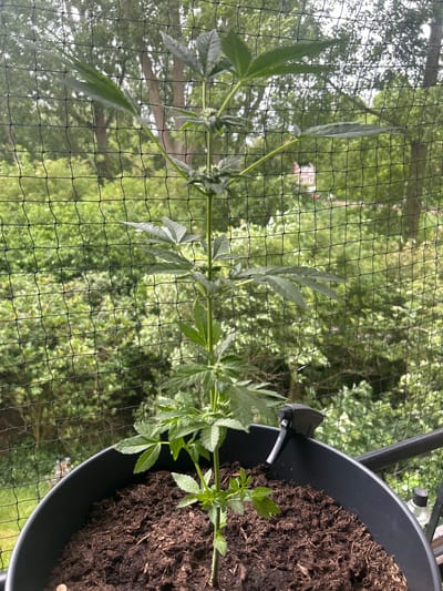 A marijuana plant is growing in a black pot on a balcony in Leiden, Netherlands. The plant is approximately 2.5 feet tall with green leaves. There is a black net behind the plant to prevent birds from eating it. In the background, there are trees and some buildings. A spray bottle is attached to the side of the pot. The image is taken from a medium shot.