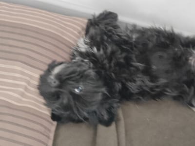 A dark-haired dog is lying on a striped pillow in a city in Russia. The dog appears to be a small breed and is facing upwards. The pillow has light and dark stripes. The background is blurred and out of focus.